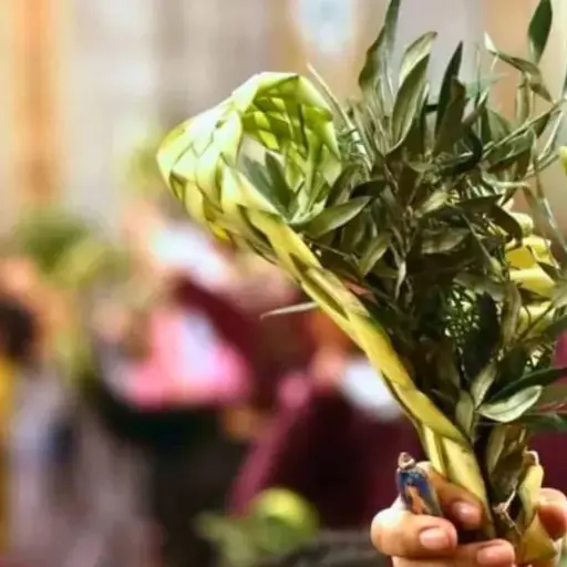 Gobierno impulsa campaña nacional para proteger la palma de cera durante la Semana Santa en Ecuador
