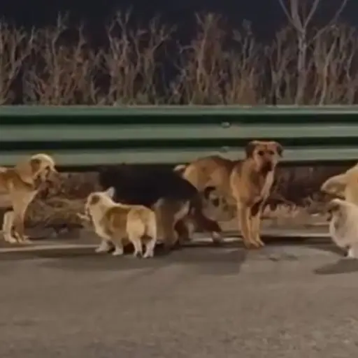Siete perros recorren más de 17 kilómetros tras escapar y regresan a sus hogares en China