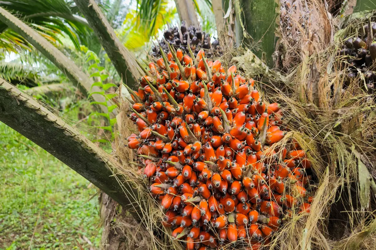 palma aceitera