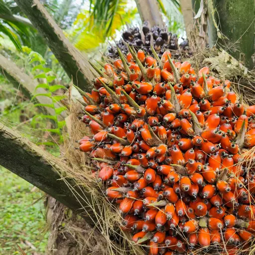 La palma aceitera en Ecuador avanza hacia su recuperación tras fuerte caída productiva