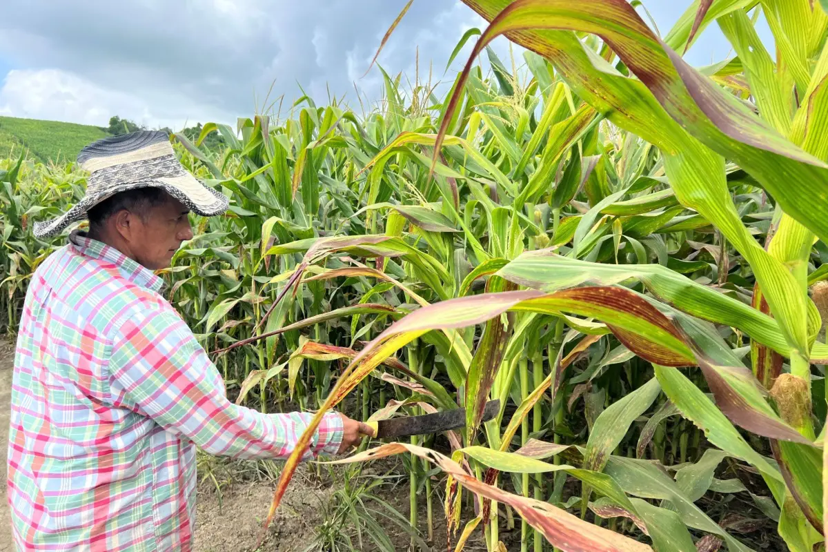 El sector maicero de Manabí es el más preocupado. A las plantaciones también les han caído plagas., El Diario