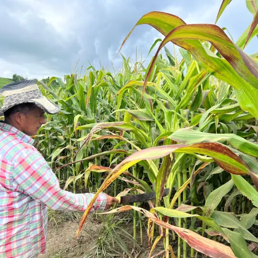 El déficit de lluvias en Manabí preocupa al sector agrícola