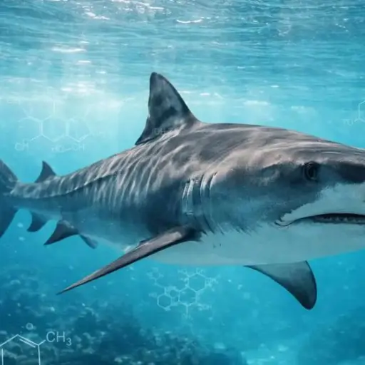 Detectan cocaína, cafeína y analgésicos en tiburones de las Bahamas, según estudio científico
