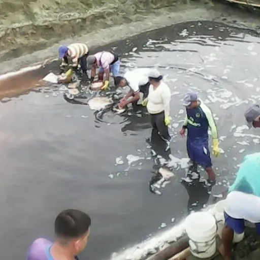 Pérdida de playa en Crucita reduce producción de sal y pone en riesgo actividad tradicional
