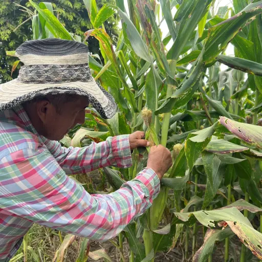 Más del 50 % de las plantaciones de maíz están afectadas por una plaga 