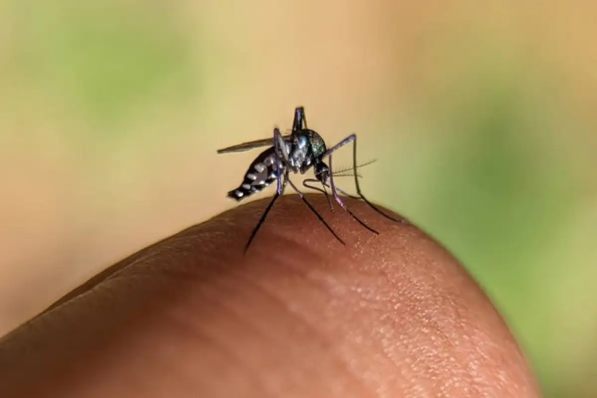 La fiebre amarilla se transmite entre personas a través del mosquito Aedes aegypti., www.paho.org