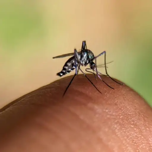 La OPS alerta sobre transmisión sostenida de fiebre amarilla en Sudamérica