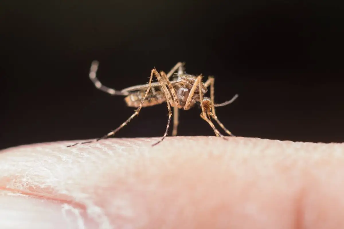 Personal del MSP fumiga viviendas en Ecuador para prevenir la propagación del mosquito del dengue.