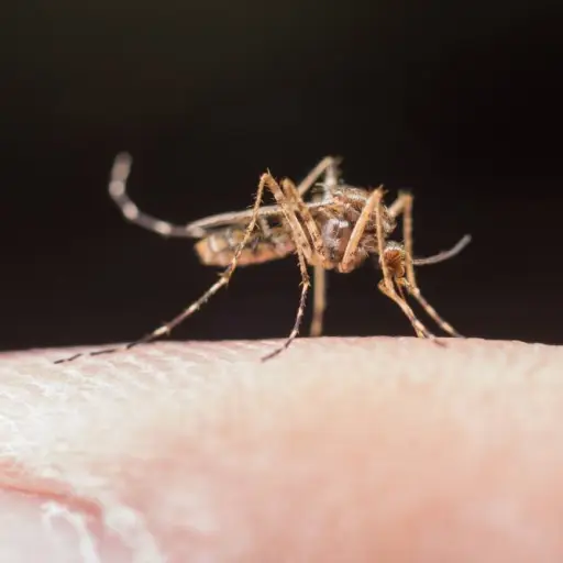 Ecuador registra una marcada reducción en los casos y la mortalidad por dengue en 2026