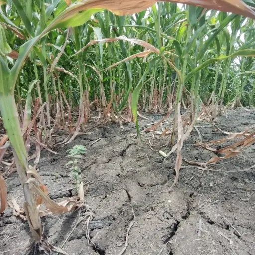 “El campo arde”: sector rural de Manabí alerta crisis estructural y pide medidas urgentes