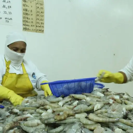 Ecuador recomienda al sector camaronero fortalecer la prevención por virus detectado en China