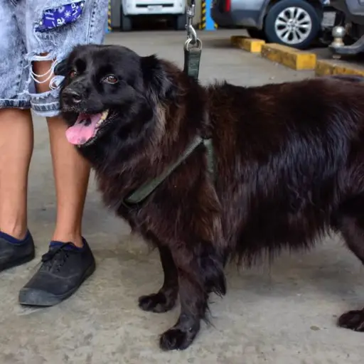 El “shock por calor”: un riesgo letal para las mascotas ante las altas temperaturas