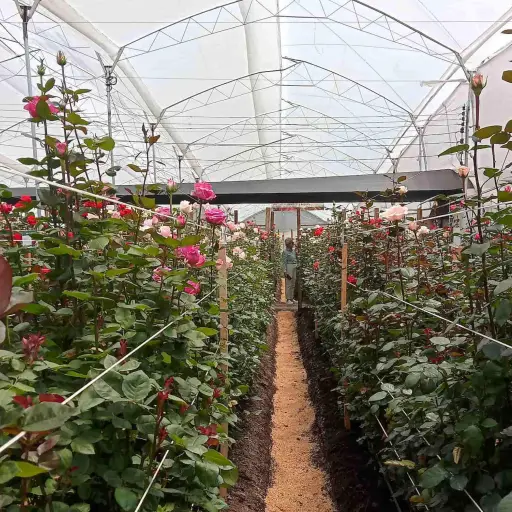 Cotopaxi incrementa la producción florícola por la demanda internacional del Día de la Madre