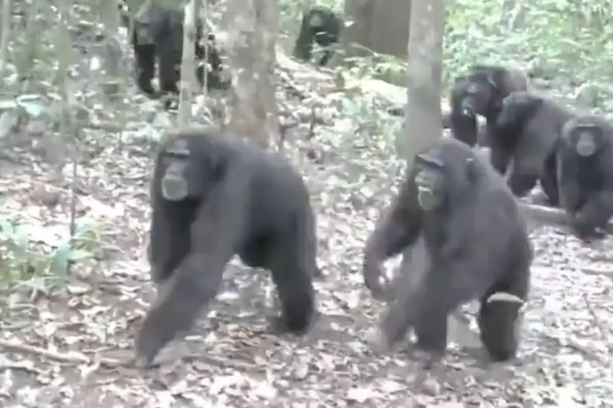 El grupo Ngogo, reconocido por ser una de las comunidades de chimpancés más grandes yde Uganda., Foto: Captura de pantalla