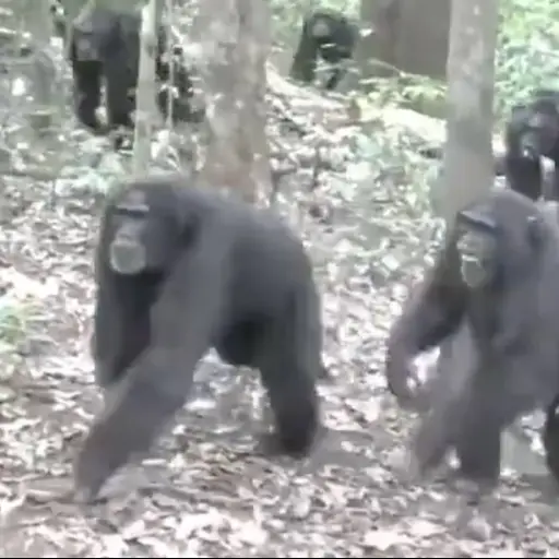 ¡Guerra a muerte en la selva! La aterradora traición entre chimpancés que asombra a los científicos
