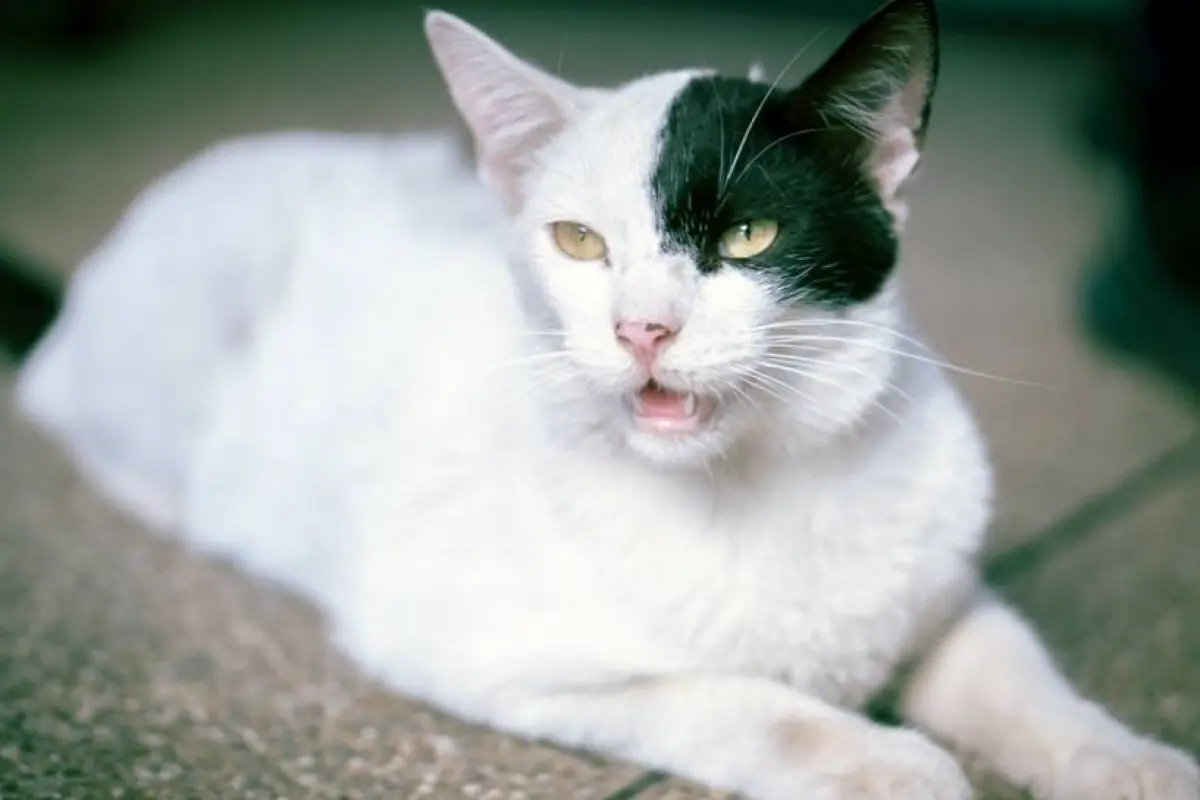 Guayaquil fortalece atención veterinaria y control poblacional en colonias felinas urbanas