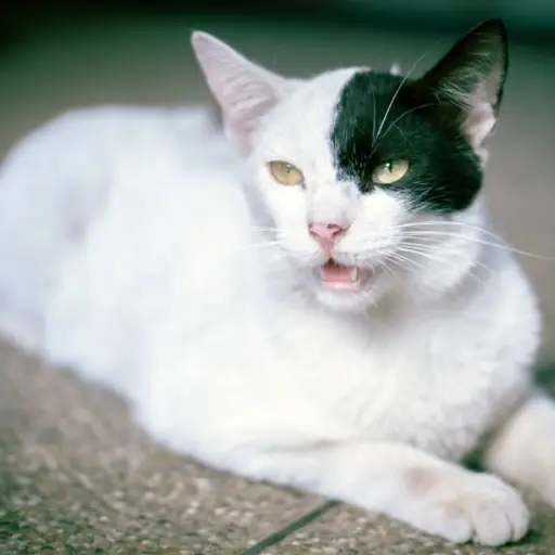 Programa municipal atiende colonias de gatos y promueve control reproductivo en Guayaquil