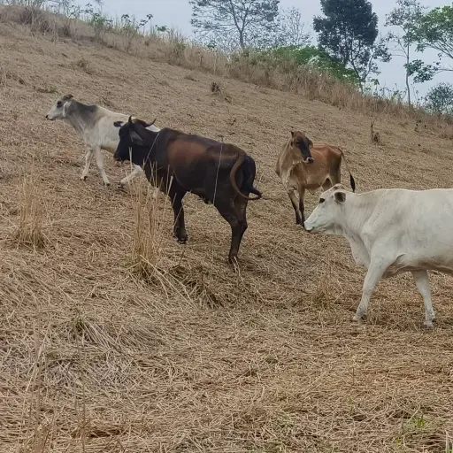 Tendencia a la baja en laproducción de ganado pone en alerta a productores