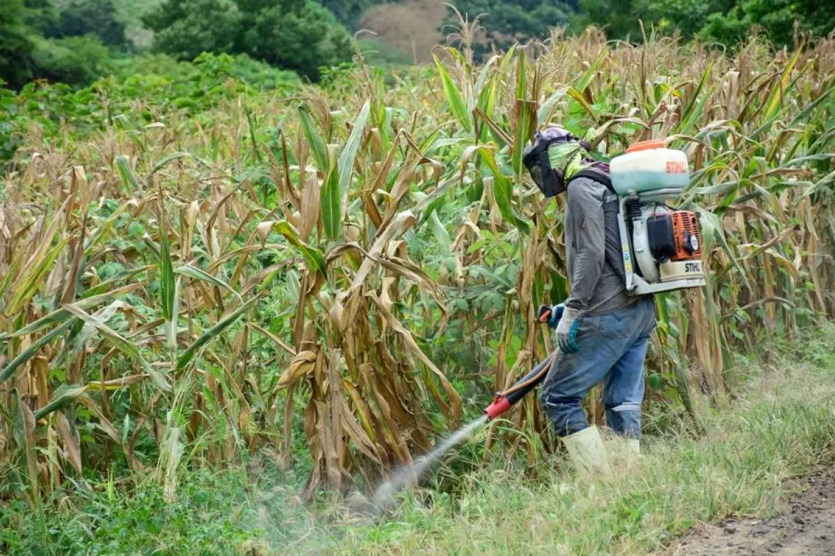 El maíz es uno de los principales producto agrícola de Jipijapa. , El Diario. 
