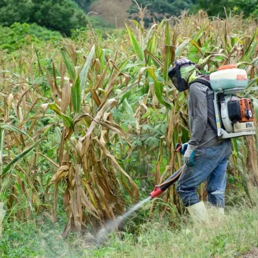 Jipijapa: Falta de agua desespera a los maiceros por riesgo en sus cultivos
