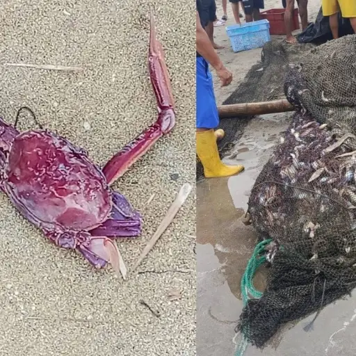 La escasez de pescado en varios mercados tiene una causa inesperada: la presencia de la jaiba morada