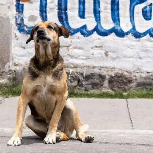 Muere Max, perro fundador de Poliperros en la Escuela Politécnica Nacional