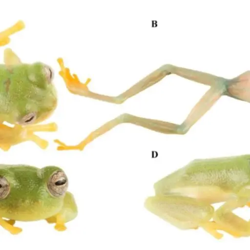 Descubren en Ecuador una nueva especie de rana de cristal y la nombran Neisi Dajomes