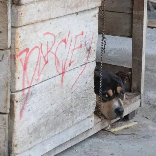 Logan, perro maltratado en Quito, fue rescatado tras difusión de video y sus tutores enfrentarían sanciones económicas