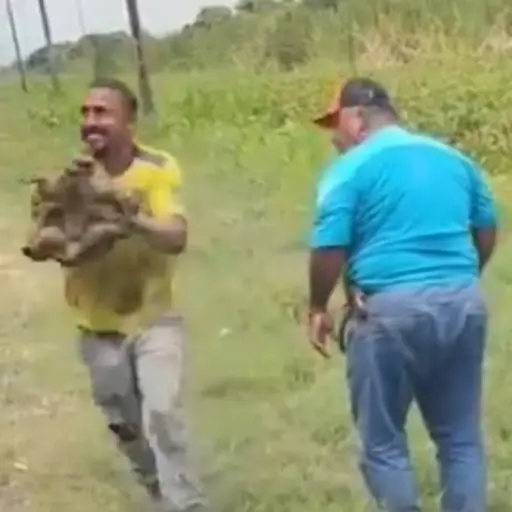 Un video con una tortuga podría llevar a la cárcel a trabajadores de una volqueta, en Guayas