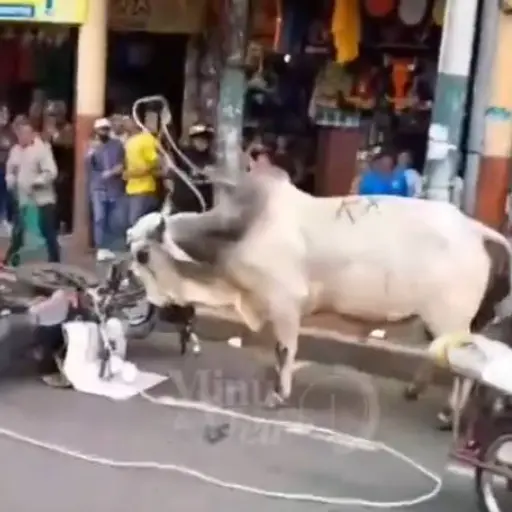 Quevedo: Varias vacas protagonizaron caos en el centro de la ciudad. Uno de los bovinos ingresó a un ‘Cincuentazo’