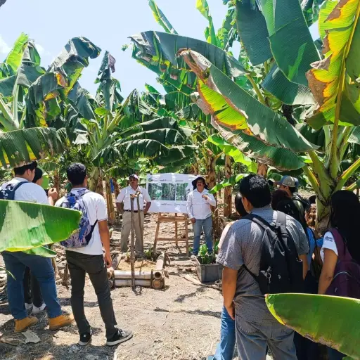 Día de Campo reúne a productores y técnicos para fortalecer cultivo de plátano