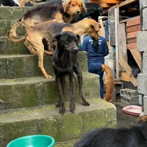 Rescatan a 18 perros en presuntas condiciones de abandono en el norte de Quito
