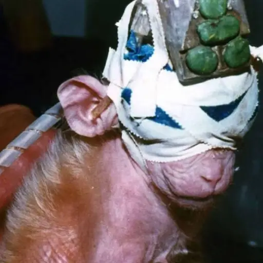 El monito que cambió la ciencia: La cruel verdad tras los experimentos con animales
