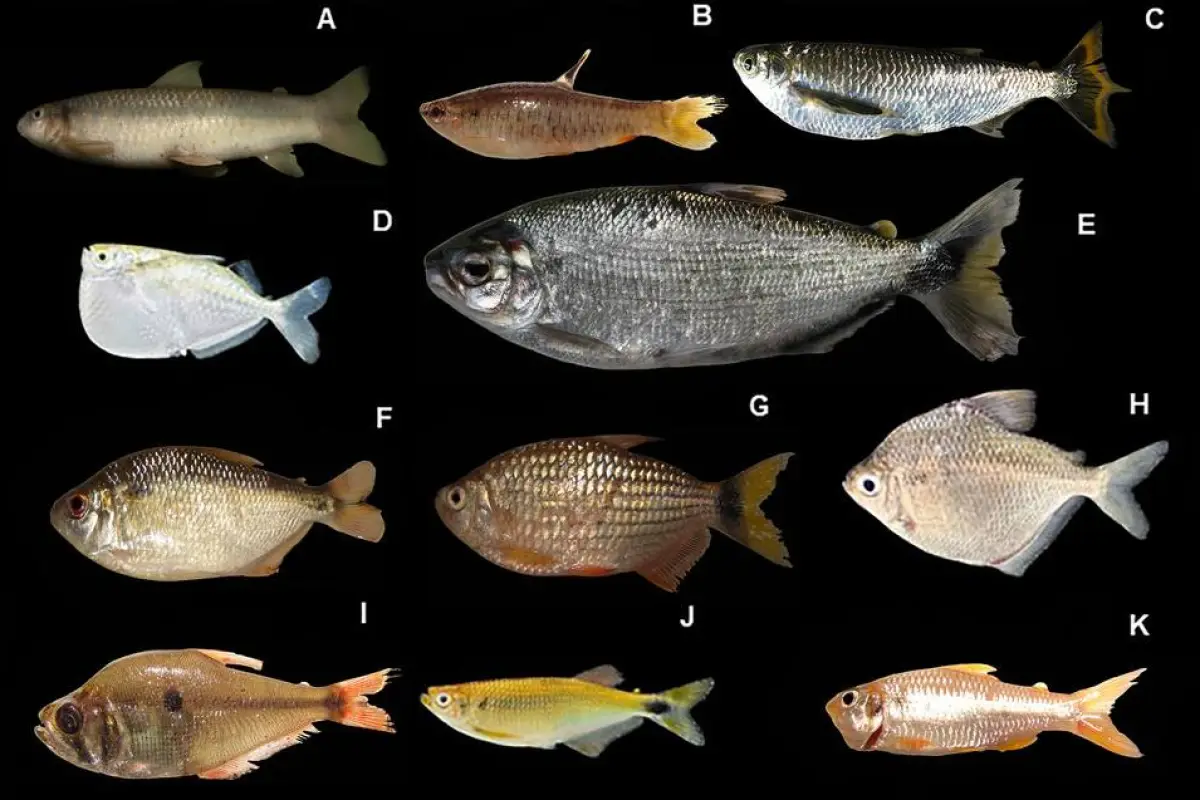 Amazonía ecuatoriana registran 118 especies de peces en el río Conambo por primera vez