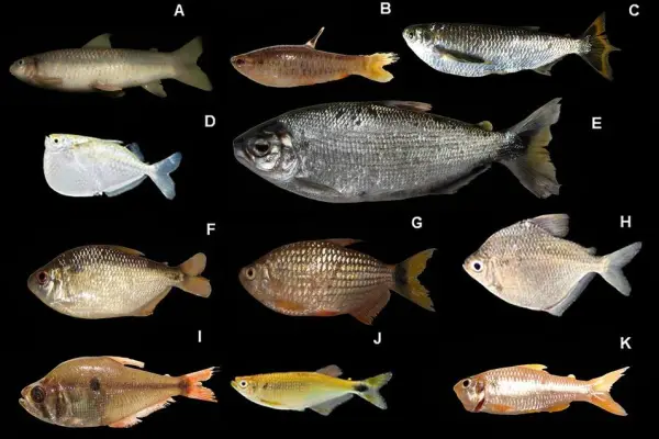 Amazonía ecuatoriana registran 118 especies de peces en el río Conambo por primera vez