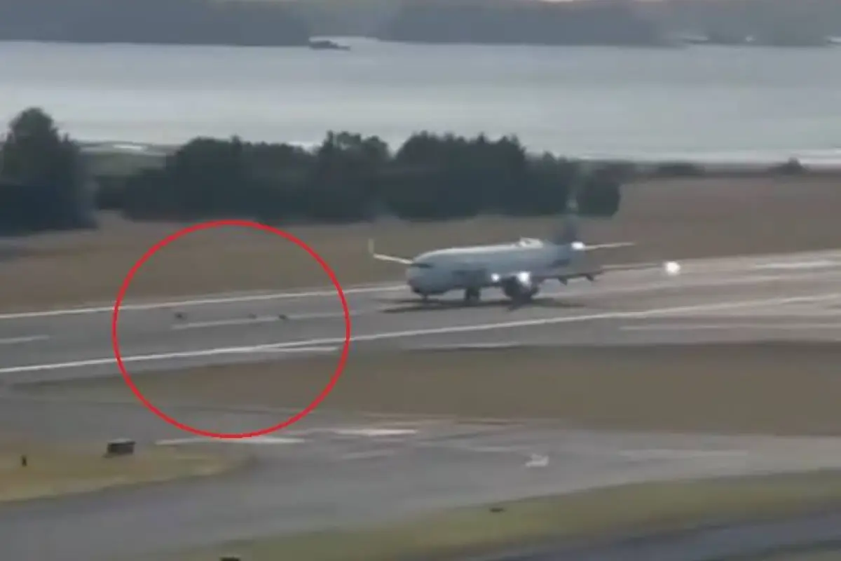 El momento en el que el avión de Alaska Airlines aterriza y embiste al grupo de ciervos quedó registrado por una cámara., Foto: Captura de pantalla