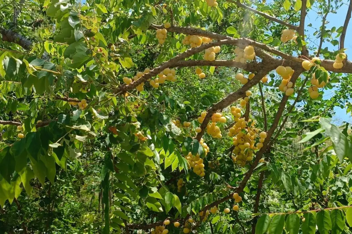 Árbol de grosella en la Uleam., El Diario
