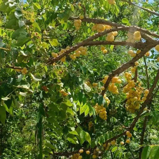 Un campus entre frutales y flores que invita a la protección ambiental