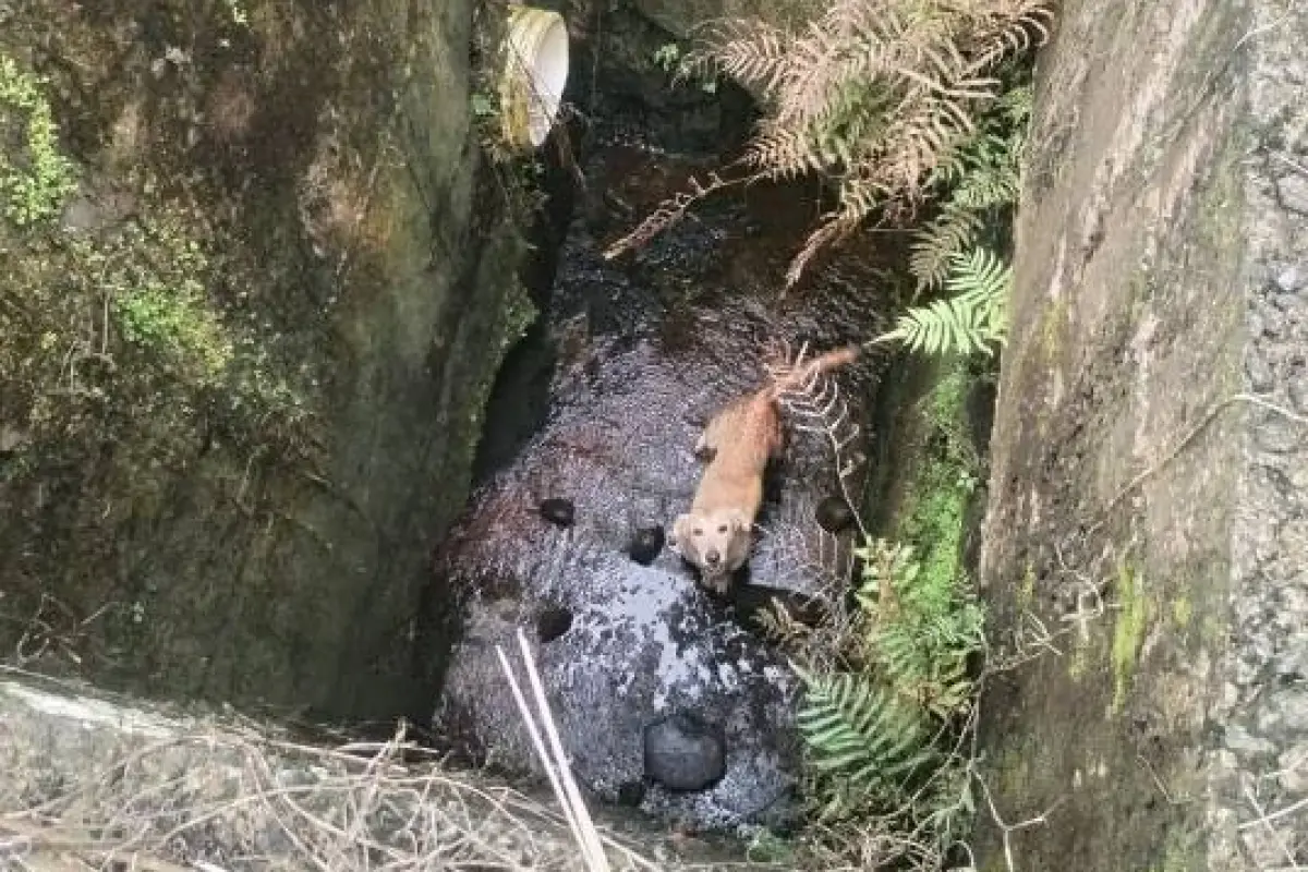 El perro fue hallado con vida en el fondo del pozo y rescatado., ED