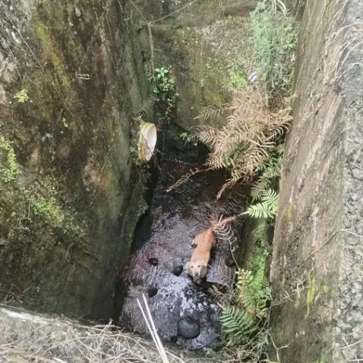 Impactante rescate: Bomberos de El Carmen salvan a un perro atrapado en una alcantarilla profunda