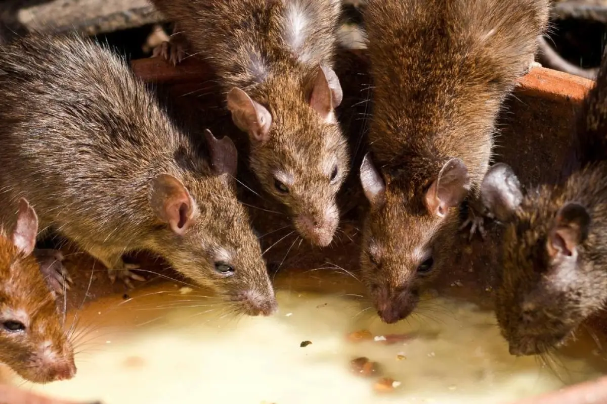 ¿Cuántas ratas hay en Guayaquil? La cifra que causa pánico en los ciudadanos y las medidas del municipio.