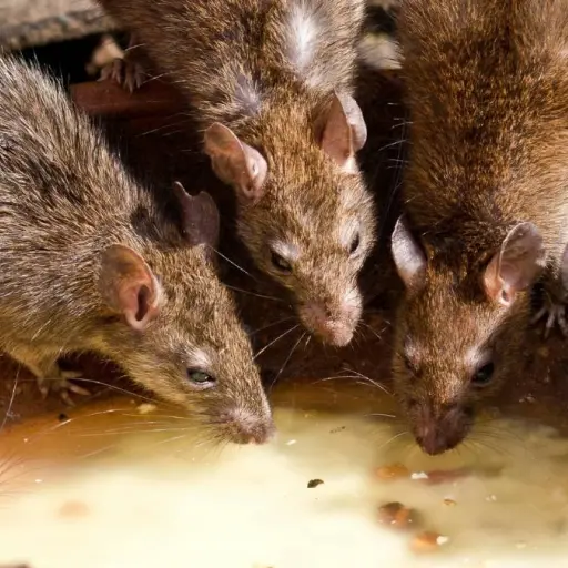 ¿Cuántas ratas hay en Guayaquil? La cifra que causa pánico en los ciudadanos y las medidas del municipio