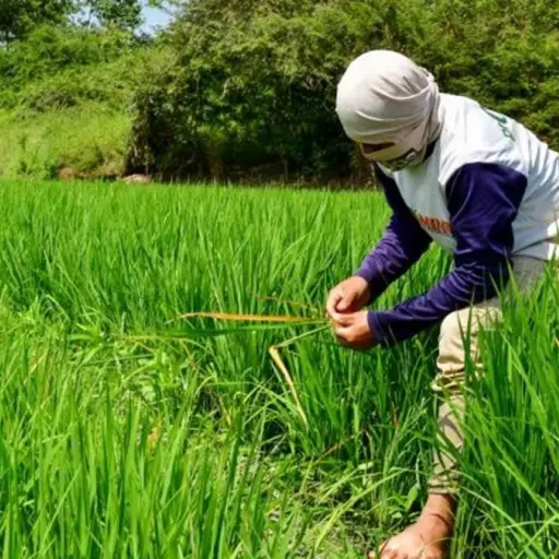 Gobierno adelanta al 4 de mayo compra directa de arroz a productores
