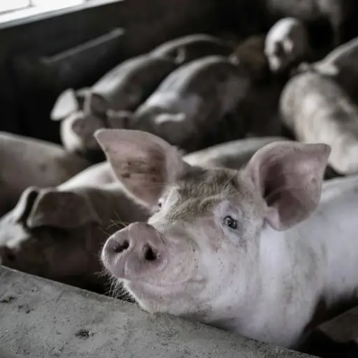 Chanchos eran alimentados con restos humanos en Machala, militares descubrieron la escena macabra