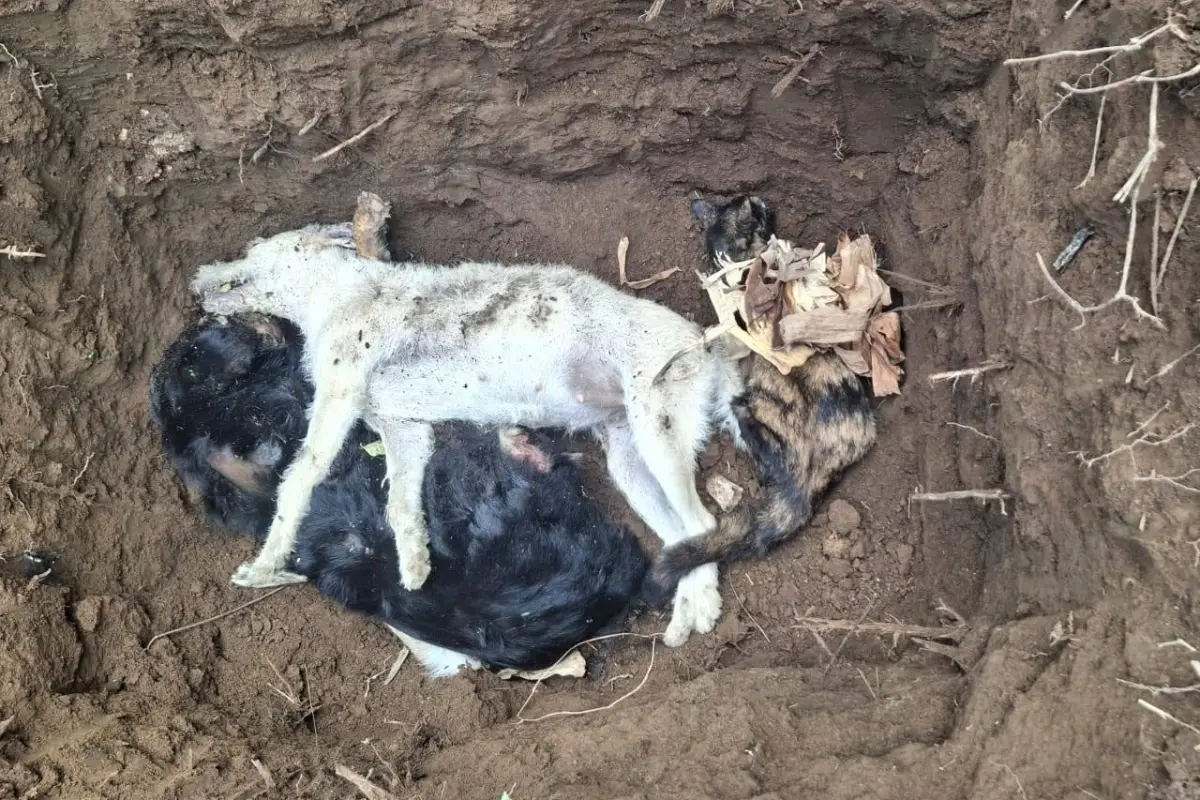Las mascotas fueron sepultadas en una fosa luego de ser halladas sin vida., Cortesía
