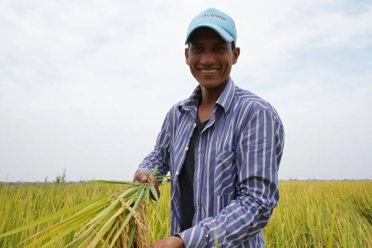 El Gobierno amplió los puntos habilitados para la compra de arroz desde mayo de 2026