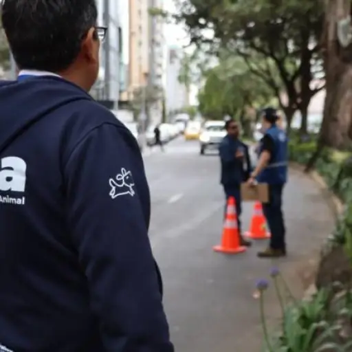 Municipio de Quito intensifica operativos y control químico para frenar presencia de roedores