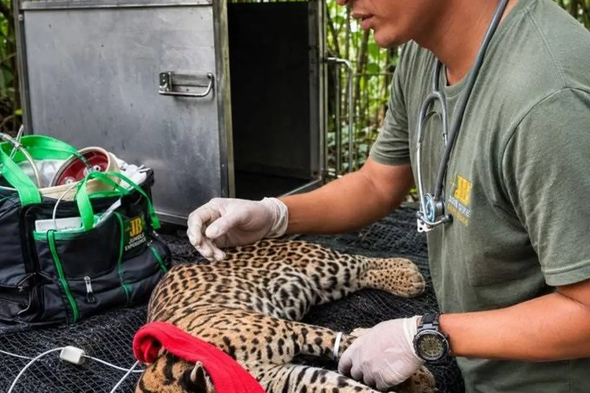 El animal está en cuarentena., Cortesía