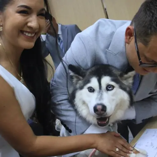 ¿Tu mascota como testigo de boda? Conoce el nuevo servicio del Registro Civil que es tendencia en Ecuador