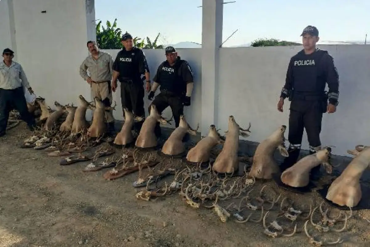 Fiscalía procesa a ciudadano en Santa Elena tras hallazgo de venados y saínos protegidos